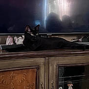 Akumi is registered to the contest to win money with this photo: black_cat, cat, animal, pet, wooden_cabinet, furniture, television, screen, figurine, decor, indoor, resting, lying_down, eyes, ears, dark, shadow, reflection, cozy, vintage