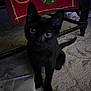 Akumi is registered to the contest to win money with this photo: black_cat, cat, animal, pet, carpet, floor, indoor, furniture, table_leg, decorative_cloth, home, domestic, curious, sitting, closeup, blurred, eyes, tail, shadow, cozy