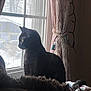 cat, black_cat, window, curtains, indoor, pet, animal, feline, looking_outside, daylight, cozy, home_interior, fabric, soft_light, animal_silhouette, quiet, still_life, domestic, curtain_rope, winter