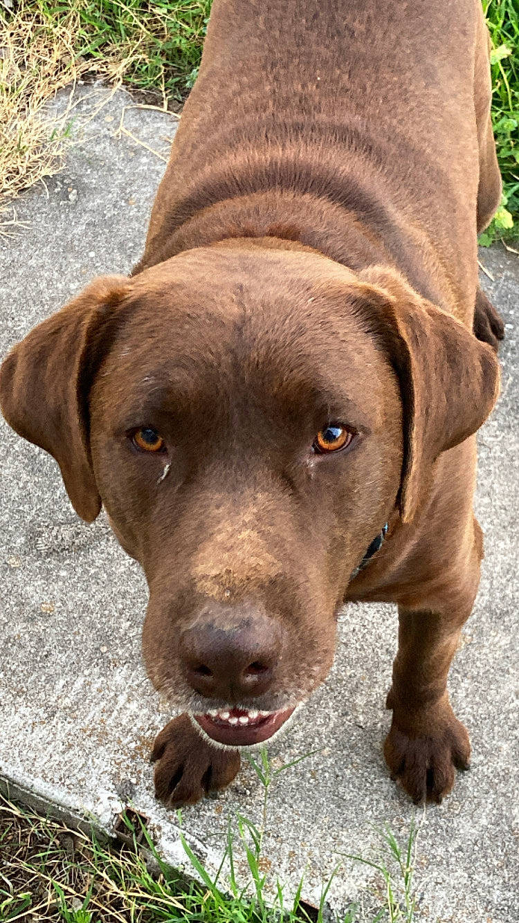 Brownie is registered to the contest to win money with this photo: carnivore, collar, companion_dog, dog, dog_breed, dog_collar, fawn, fur, grass, gun_dog, hunting_dog, liver, plant, snout, sporting_group, terrestrial_animal, whiskers, working_animal