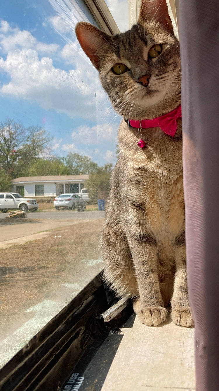 Serenity joined the competition — help win amazing prizes! asphalt, car, carnivore, cat, cloud, domestic_short_haired_cat, fawn, felidae, mammal, plant, road_surface, sky, small_to_medium_sized_cats, snout, tail, tire, tree, vehicle, wheel, whiskers