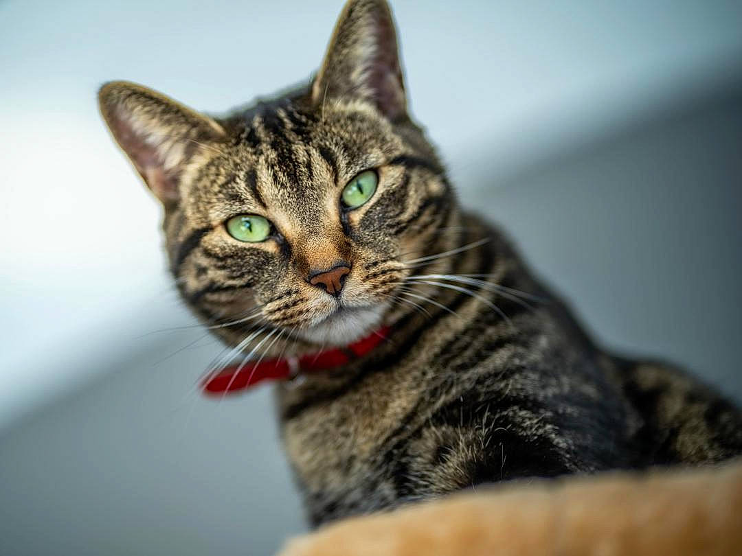 Daisy a rejoint le concours — aidez-le/la à gagner de superbes lots ! art, carnivore, cat, close_up, domestic_short_haired_cat, felidae, fur, macro_photography, small_to_medium_sized_cats, snout, terrestrial_animal, whiskers, wildlife