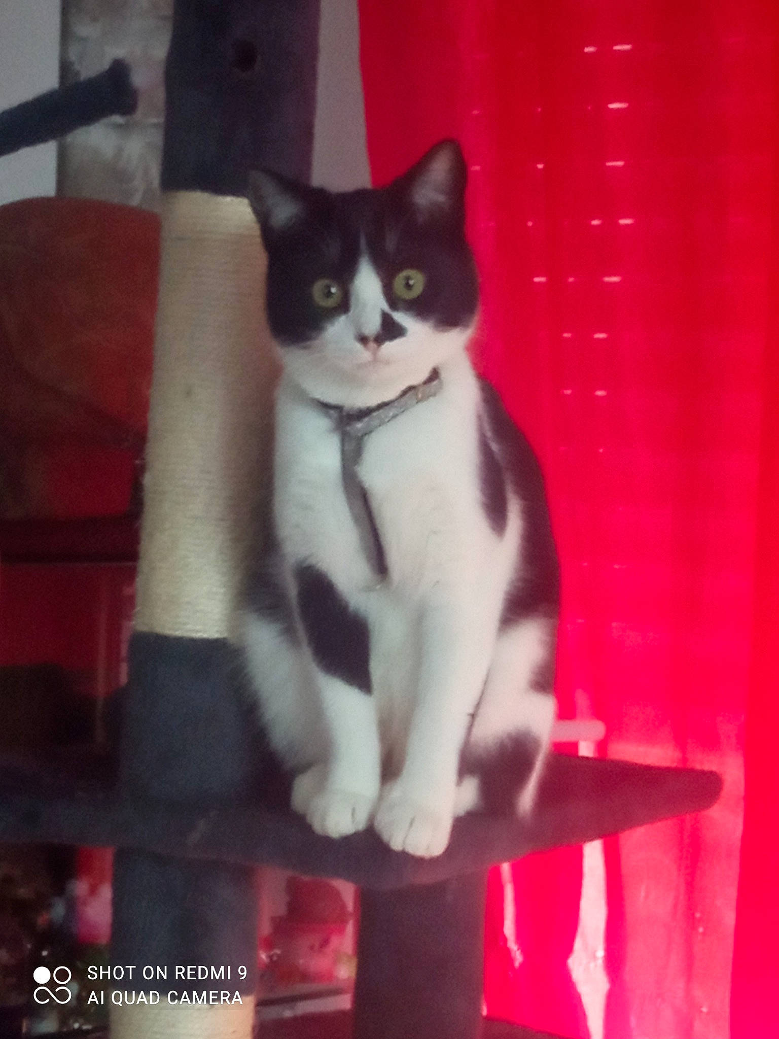 Chouchoute participe au concours pour gagner de l'argent avec cette photo : black_cat, box, carmine, carnivore, cat, domestic_short_haired_cat, felidae, fur, human_leg, magenta, paw, photo_caption, rectangle, room, small_to_medium_sized_cats, snout, square, tail, whiskers, window