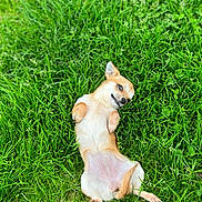 Bambi participe au concours pour gagner de l'argent avec cette photo : dog, grass, outdoor, pet, canine, lying_down, playful, nature, animal, small_dog, relaxed, fur, ears, paws, summer, greenery, cute, resting, adorable, backside