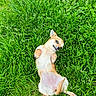 dog, grass, outdoor, pet, canine, lying_down, playful, nature, animal, small_dog, relaxed, fur, ears, paws, summer, greenery, cute, resting, adorable, backside