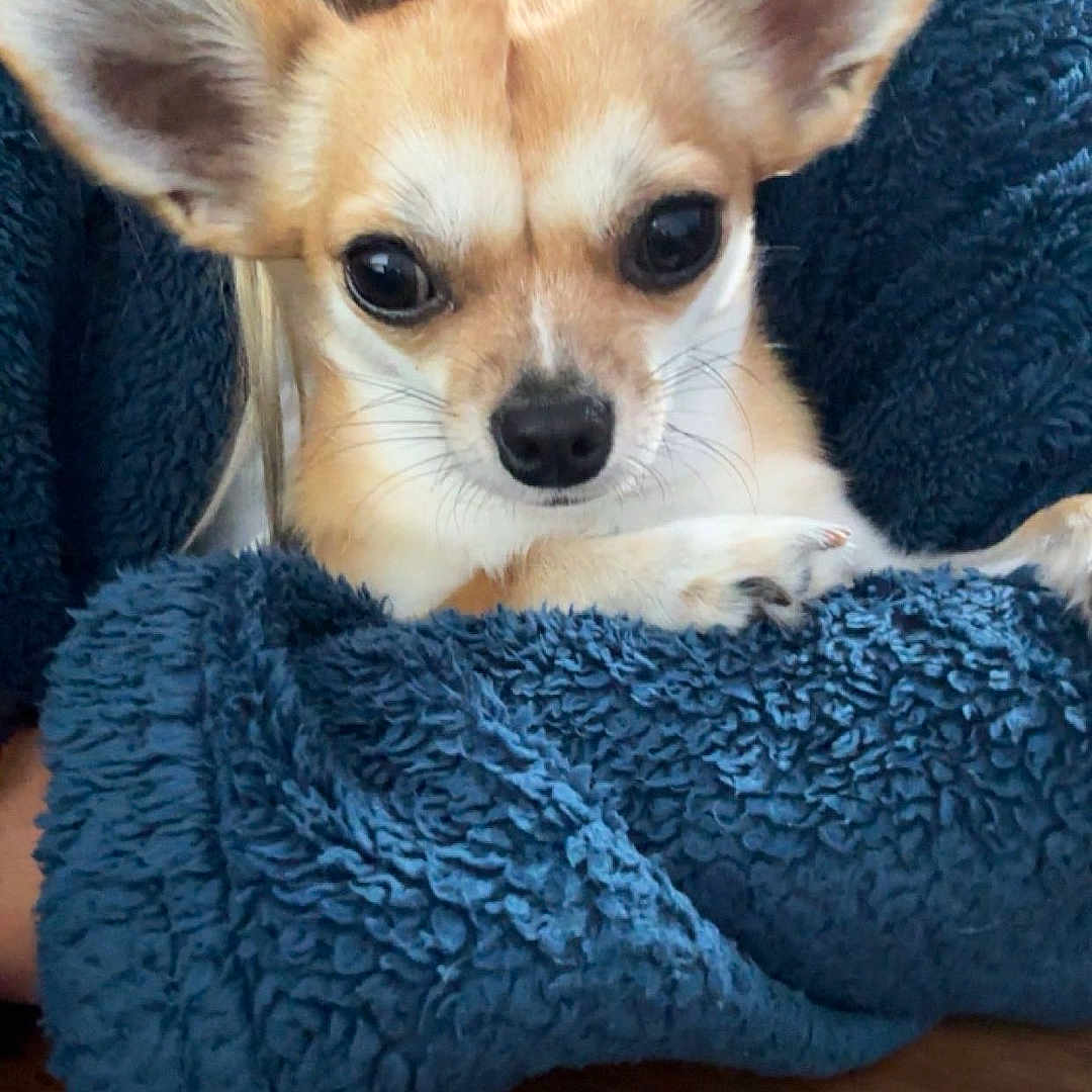 Bambi