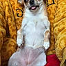 dog, chihuahua, small_dog, lying_down, tongue_out, ears, wide_eyes, blanket, yellow_blanket, leopard_print, red_blanket, cozy, pet, animal, cute, playful, indoor, resting, fur, mammal