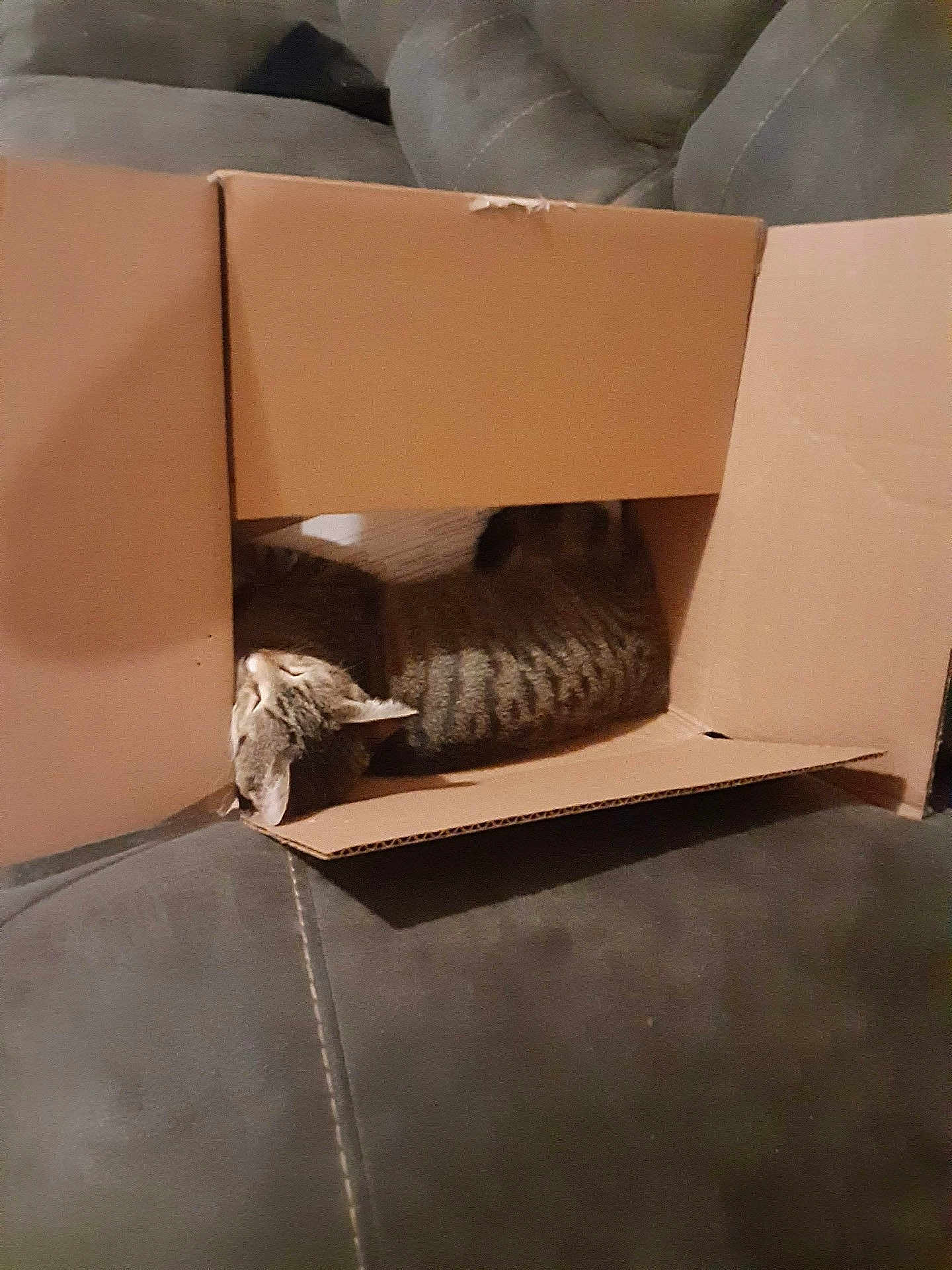 Pookie is registered to the contest to win money with this photo: cat, tabby, cardboard_box, couch, indoor, pet, resting, cozy, feline, striped, animal, relaxing, home, sleeping, fur, whiskers, cute, domestic, comfortable, nap