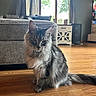 cat, long_hair, gray_fur, fluffy, sitting, indoors, living_room, wooden_floor, sofa, window, curtains, home_decor, furniture, portrait, animal, pet, upright_ears, green_eyes, natural_light, photography