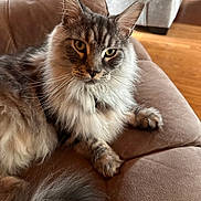 Hex is registered to the contest to win money with this photo: cat, maine_coon, long_hair, fluffy, tabby, gray_fur, white_fur, green_eyes, yellow_eyes, whiskers, pointed_ears, collar, pet, portrait, close_up, sitting, lounging, leather_chair, indoor, wood_floor