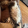 cat, sleeping, fluffy, fur, tabby, pet, animal, couch, sofa, living_room, indoor, relaxed, upside_down, paws, whiskers, cozy, wood_floor, blanket, portrait, nap