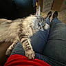 Hex is registered to the contest to win money with this photo: cat, fluffy, long_hair, sleeping, relaxed, animal, pet, whiskers, ears, paws, striped, gray, cream, lap, jeans, person, shoes, indoor, boxes, cozy