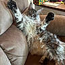 Hex joined the competition — help win amazing prizes! cat, maine_coon, fluffy, long_hair, feline, pet, animal, couch, indoor, portrait, raised_paws, paw_pads, sleepy, relaxed, gray_tabby, white_fur, whiskers, ears, living_room, funny