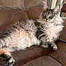 cat, maine_coon, longhaired, fluffy, gray, white, tabby, pet, animal, feline, whiskers, green_eyes, ears, paws, claws, lounging, recliner, leather_chair, indoor, portrait