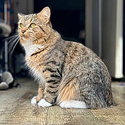 Daiquiris is registered to the contest to win money with this photo: cat, tabby, indoor, sitting, wooden_floor, yellow_eyes, fur, whiskers, paws, pet, animal, cute, domestic_cat, feline, striped, portrait, soft_light, blurred_background, side_view, calm