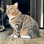 cat, tabby, indoor, sitting, wooden_floor, yellow_eyes, fur, whiskers, paws, pet, animal, cute, domestic_cat, feline, striped, portrait, soft_light, blurred_background, side_view, calm