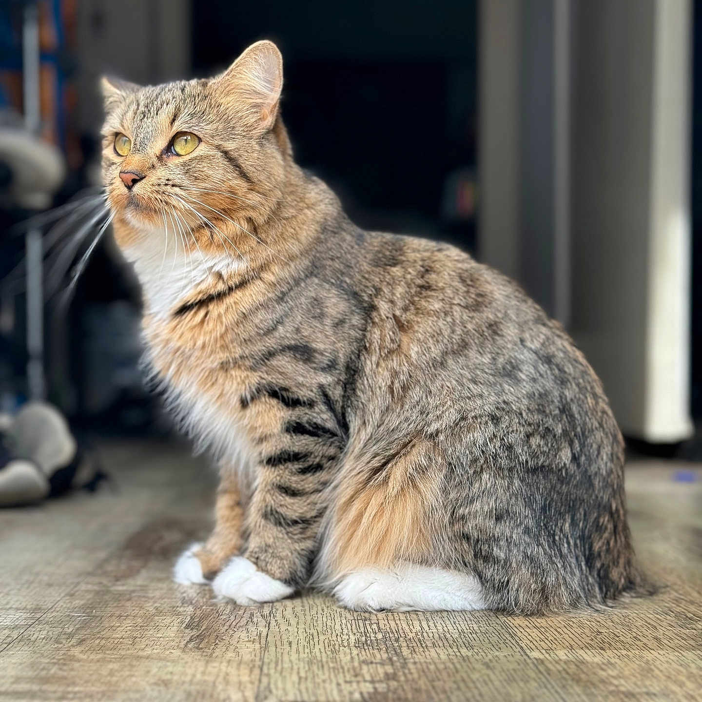 Daiquiris is registered to the contest to win money with this photo: animal, blurred_background, calm, cat, cute, domestic_cat, feline, fur, indoor, paws, pet, portrait, side_view, sitting, soft_light, striped, tabby, whiskers, wooden_floor, yellow_eyes