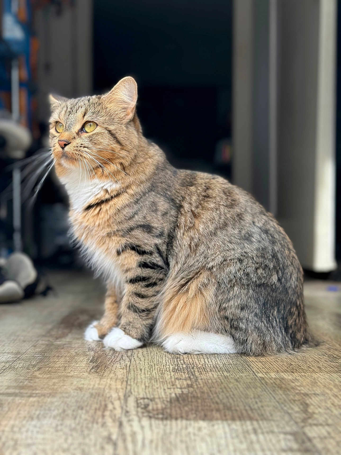Daiquiris is registered to the contest to win money with this photo: cat, tabby, indoor, sitting, wooden_floor, yellow_eyes, fur, whiskers, paws, pet, animal, cute, domestic_cat, feline, striped, portrait, soft_light, blurred_background, side_view, calm
