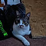 Taz is registered to the contest to win money with this photo: cat, animal, pet, indoor, carpet, feline, resting, looking, tabby, white_paw, floor, curious, domestic_cat, mammal, one_animal, fur, whiskers, relaxing, household, companion