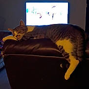 Taz is registered to the contest to win money with this photo: cat, sleeping, couch, leather, indoor, living_room, television, relaxation, feline, pet, home, resting, cozy, furniture, domestic_animal, striped_cat, white_paws, evening, quiet, comfort