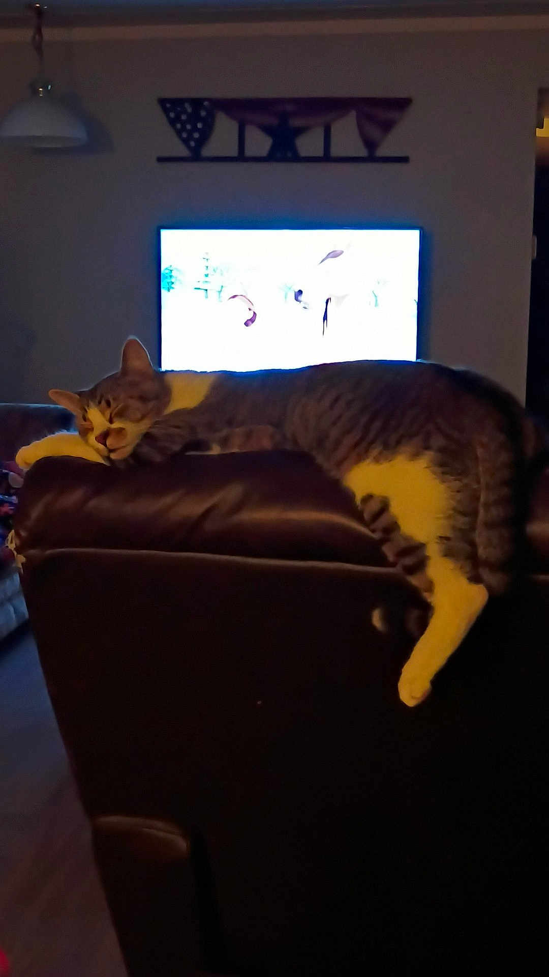 Taz