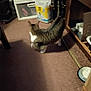 Taz joined the competition — help win amazing prizes! cat, tabby_cat, carpet, indoor, household_items, container, floor, furniture, pet, walking, clutter, wooden_furniture, bowl, plastic_container, shadow, room, animal, white_paws, blur, domestic_animal