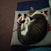 Taz is registered to the contest to win money with this photo: cat, tabby, sleeping, pillow, cushion, indoor, cozy, pet, feline, resting, curled_up, fur, striped, domestic_animal, carpet, blue_rug, quiet, relaxed, cute, animal