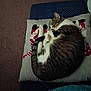 cat, tabby, sleeping, pillow, cushion, indoor, cozy, pet, feline, resting, curled_up, fur, striped, domestic_animal, carpet, blue_rug, quiet, relaxed, cute, animal