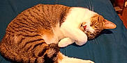 Taz joined the competition — help win amazing prizes! cat, sleeping, tabby, bed, indoor, feline, cozy, resting, fur, whiskers, paw, domestic_animal, animal, cute, relaxation, pet, mammal, household, blue_bedspread, wooden_wall