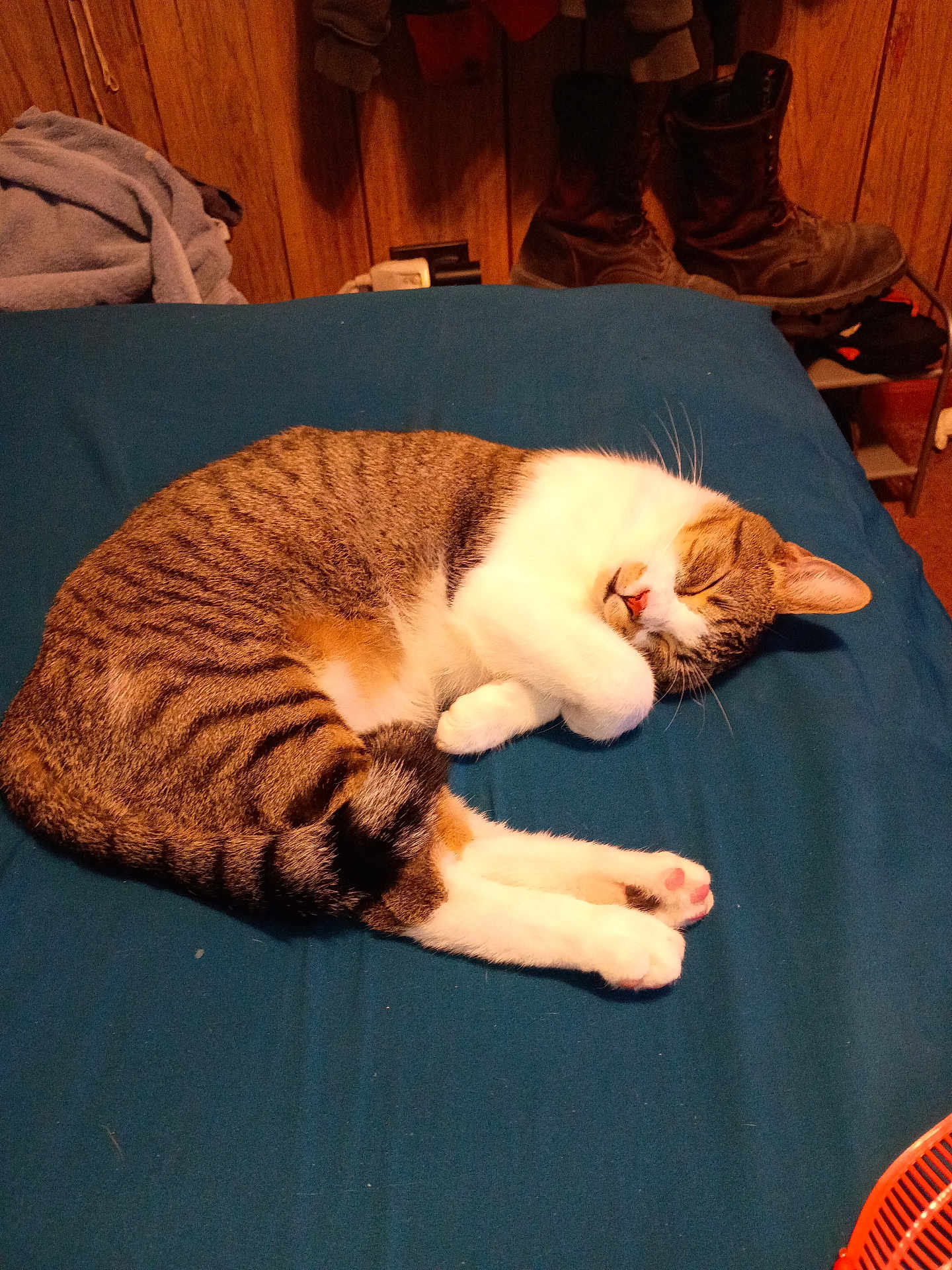 Taz