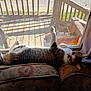Taz is registered to the contest to win money with this photo: cat, tabby, sofa, cushion, window, screen, wooden_deck, sunlight, shadow, indoor, pet, relaxed, stretching, feline, curious, home_interior, furniture, daylight, animal, resting