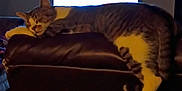 Taz is registered to the contest to win money with this photo: cat, sleeping, couch, leather, indoor, living_room, television, relaxation, feline, pet, home, resting, cozy, furniture, domestic_animal, striped_cat, white_paws, evening, quiet, comfort
