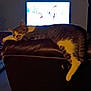cat, sleeping, couch, leather, indoor, living_room, television, relaxation, feline, pet, home, resting, cozy, furniture, domestic_animal, striped_cat, white_paws, evening, quiet, comfort