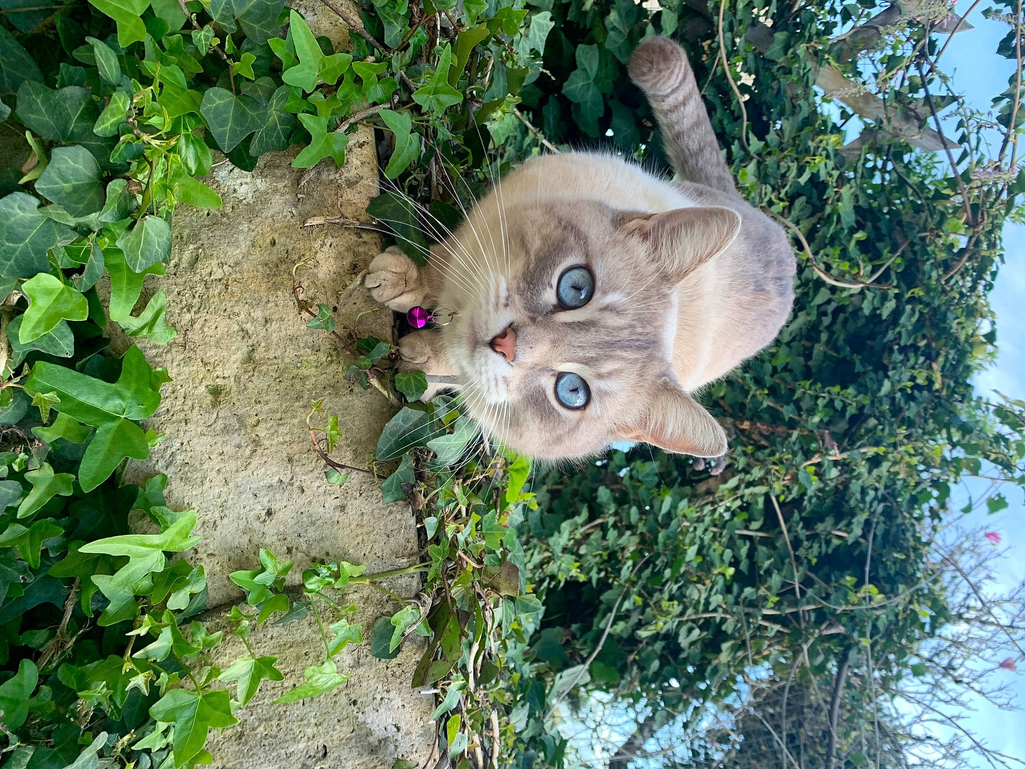 Milo a rejoint le concours — aidez-le/la à gagner de superbes lots ! carnivore, cat, domestic_short_haired_cat, fawn, felidae, fur, grass, groundcover, herb, organism, plant, shrub, small_to_medium_sized_cats, snout, soil, tail, tree, trunk, twig, whiskers