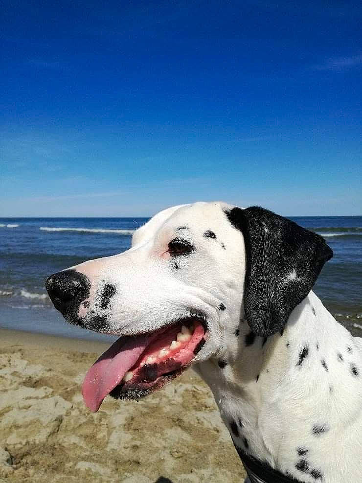 Manbo participe au concours pour gagner de l'argent avec cette photo : beach, canidae, carnivore, dalmatian, dog, dog_breed, great_dane, mammal, non_sporting_group, pointer, sky, snout, sporting_group, vertebrate, water