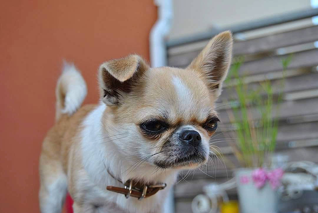 Lena participe au concours pour gagner de l'argent avec cette photo : ancient_dog_breeds, canidae, carnivore, chihuahua, companion_dog, dog, dog_breed, ear, fawn, mammal, puppy, snout, sporting_group, toy_dog, vertebrate, whiskers