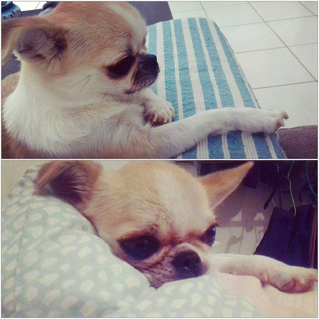 Lena participe au concours pour gagner de l'argent avec cette photo : ancient_dog_breeds, canidae, carnivore, companion_dog, dog, dog_breed, ear, eye, fawn, mammal, nose, photography, pug, puppy, puppy_love, skin, sky, snout, toy_dog, vertebrate