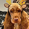 dog, reindeer_antlers, costume, brown_fur, long_ears, indoor, holiday, festive, pet, animal, cute, portrait, closeup, wavy_fur, golden, decorative, face, expression, person_holding, glitter