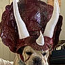 dog, bulldog, pet, animal, costume, hat, horns, triceratops, red, white, portrait, close_up, indoors, humor, funny, held, person, hand, collar, furniture