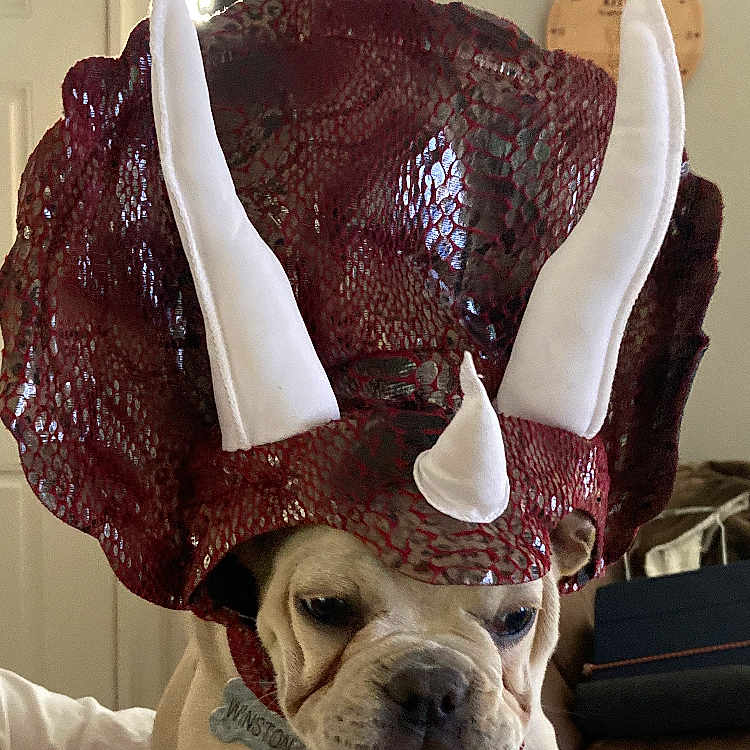 Winston