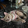 cat, kitten, pet, animal, feline, pink_harness, collar, lying_down, relaxed, blue_eyes, whiskers, pointed_ears, metal_pan, kitchen, countertop, granite, mugs, bread, household, portrait
