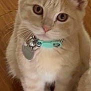 Ray joined the competition — help win amazing prizes! cat, kitten, cream_fur, blue_collar, collar, pet_tag, wooden_floor, indoor, curious, staring, standing, tail, paws, whiskers, ears, feline, portrait, close_up, home, playful
