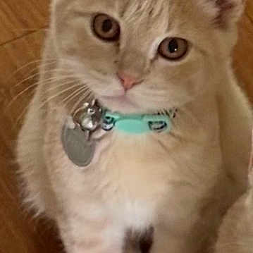 Ray