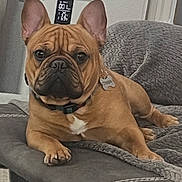 Dartanian joined the competition — help win amazing prizes! dog, french_bulldog, pet, canine, wrinkles, bat_ears, brown_fur, black_muzzle, white_chest, collar, dog_tags, sitting, lounging, sofa, couch, blanket, indoor, portrait, front_view, serious_expression