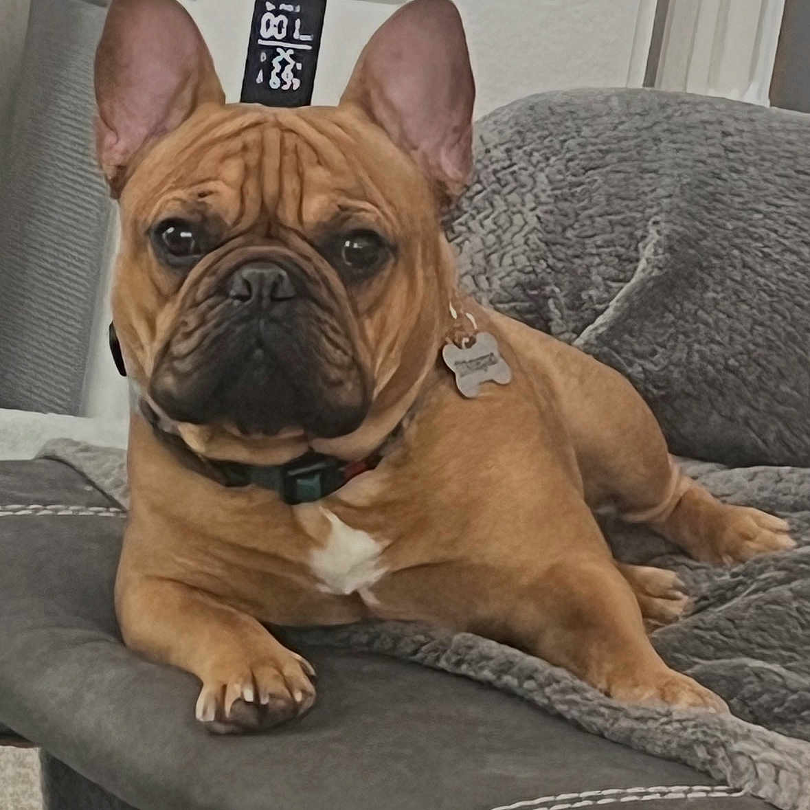 Dartanian joined the competition — help win amazing prizes! dog, french_bulldog, pet, canine, wrinkles, bat_ears, brown_fur, black_muzzle, white_chest, collar, dog_tags, sitting, lounging, sofa, couch, blanket, indoor, portrait, front_view, serious_expression