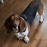 Watson is registered to the contest to win money with this photo: dog, beagle, hound, tri_color, brown, black, white, floppy_ears, long_ears, standing, looking_up, pet, animal, indoors, wooden_floor, home, dog_toy, green_toy, portrait, funny_expression