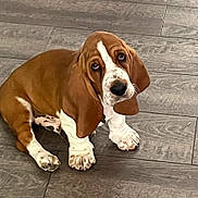 Roosevelt is registered to the contest to win money with this photo: basset_hound, dog, pet, puppy, brown_and_white, long_ears, droopy_ears, sad_expression, sitting, paws, short_legs, floppy_ears, white_markings, indoor, tile_floor, wood_grain, portrait, animal, cute, photography