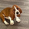 basset_hound, dog, pet, puppy, brown_and_white, long_ears, droopy_ears, sad_expression, sitting, paws, short_legs, floppy_ears, white_markings, indoor, tile_floor, wood_grain, portrait, animal, cute, photography