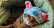 Sage is registered to the contest to win money with this photo: cat, tabby, sleeping, hat, plush_hat, pet_bed, green, cozy, indoor, relaxed, cute, animal, feline, soft, nap, whiskers, brown, striped, resting, funny