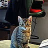Sage is registered to the contest to win money with this photo: cat, kitten, tabby, indoor, furniture, chair, jacket, green, texture, pet, animal, curious, sitting, young, fur, eyes, cozy, home, domestic, light